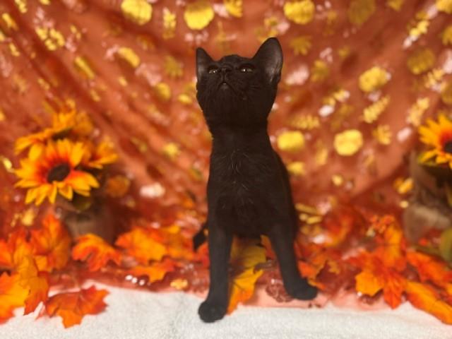 WOBBLES, Adoptable, Kitten Female Domestic Short Hair.
