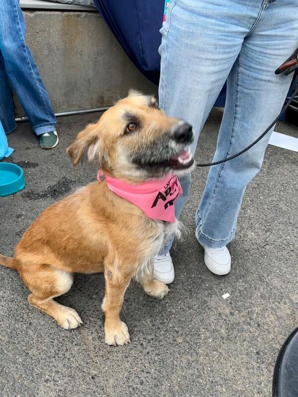 Enlarge Chickpea, a Adoptable mixed breed in Boulder, CO image 1/6