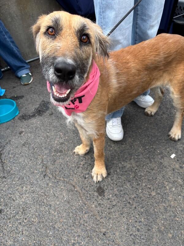 Enlarge Chickpea, a Adoptable mixed breed in Boulder, CO image 2/6