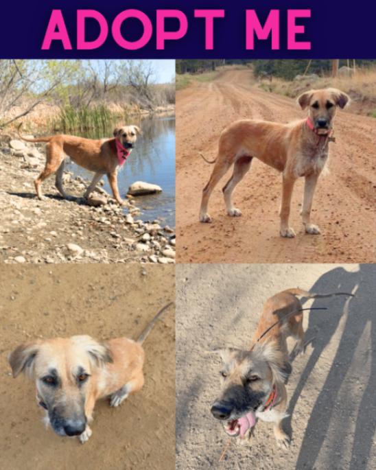 Enlarge Chickpea, a Adoptable mixed breed in Boulder, CO image 3/6