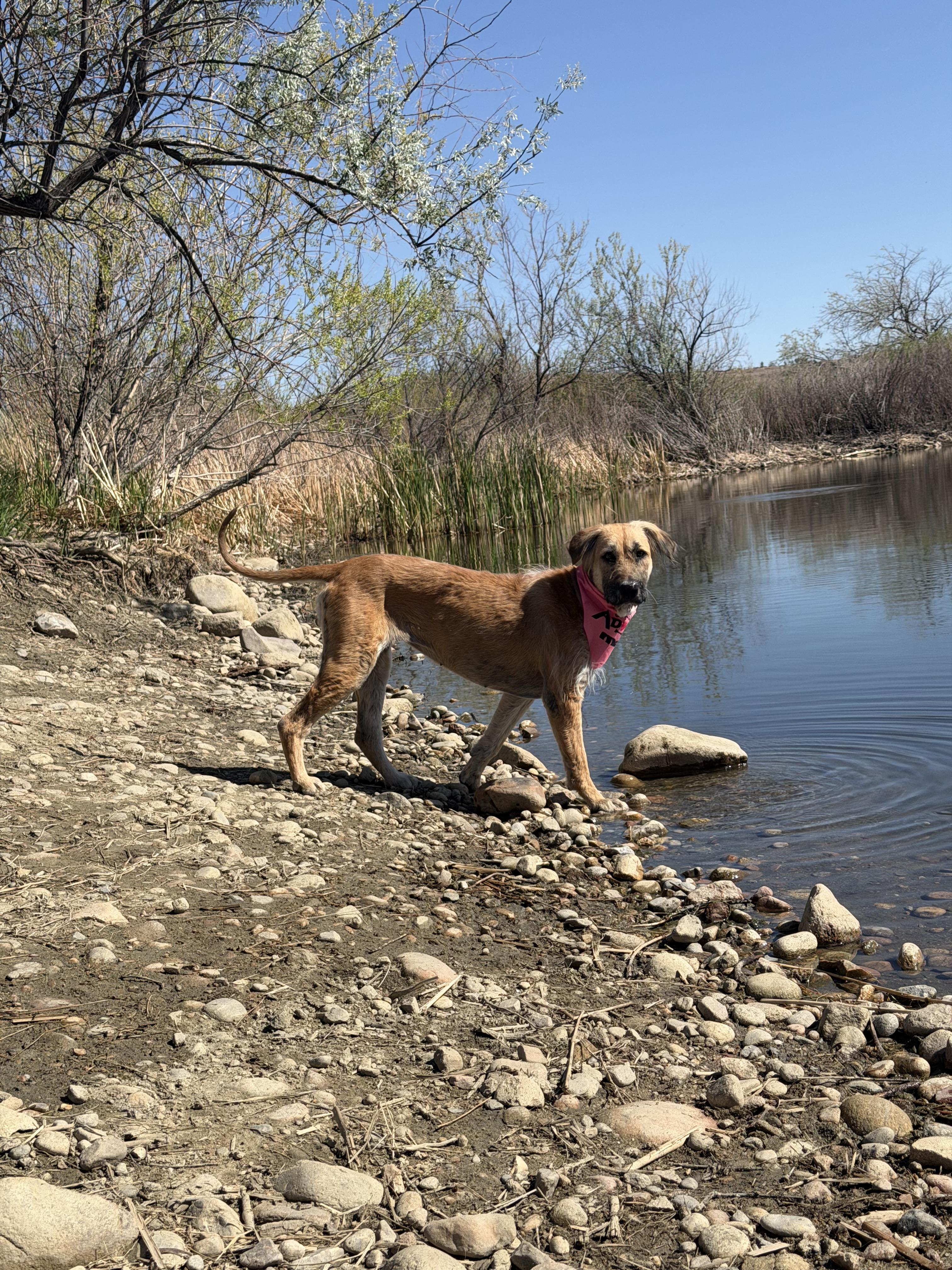 Enlarge Chickpea, a Adoptable mixed breed in Boulder, CO image 4/6