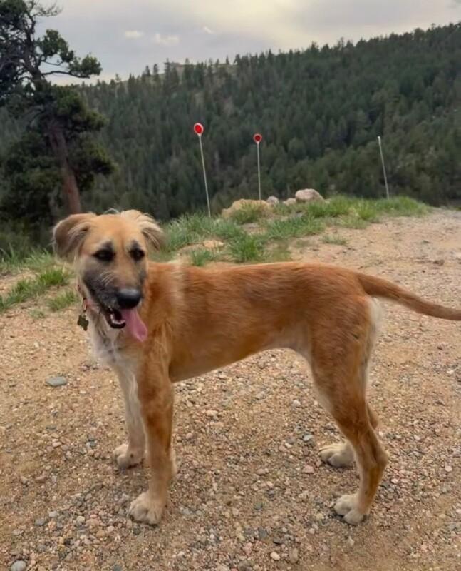 Enlarge Chickpea, a Adoptable mixed breed in Boulder, CO image 5/6