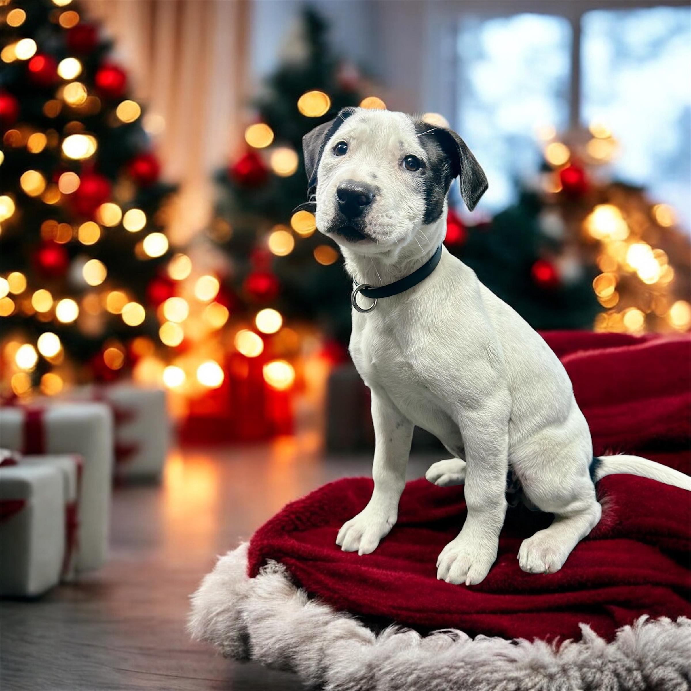 Truffle , ADOPTABLE, Puppy Female Dalmatian & American Staffordshire Terrier.