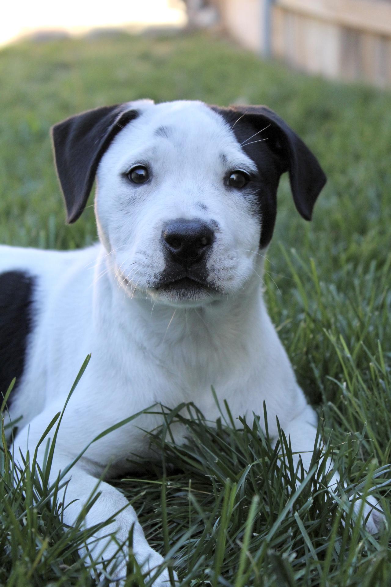 Truffle , a ADOPTABLE mixed breed in Rialto, CA image 2/6