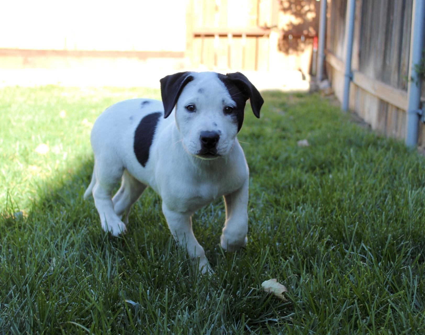 Truffle , a ADOPTABLE mixed breed in Rialto, CA image 3/6