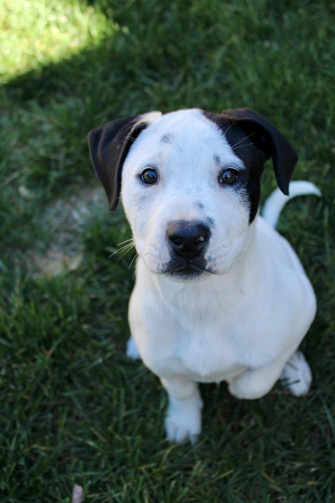 Truffle , a ADOPTABLE mixed breed in Rialto, CA image 4/6