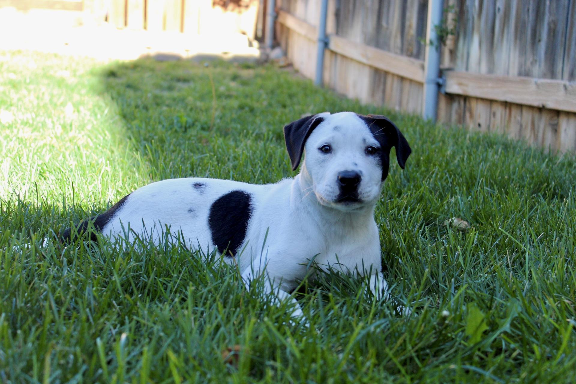 Truffle , a ADOPTABLE mixed breed in Rialto, CA image 5/6
