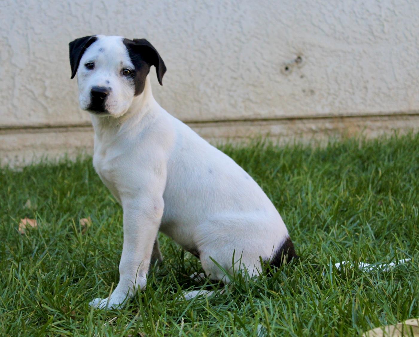 Truffle , a ADOPTABLE mixed breed in Rialto, CA image 6/6