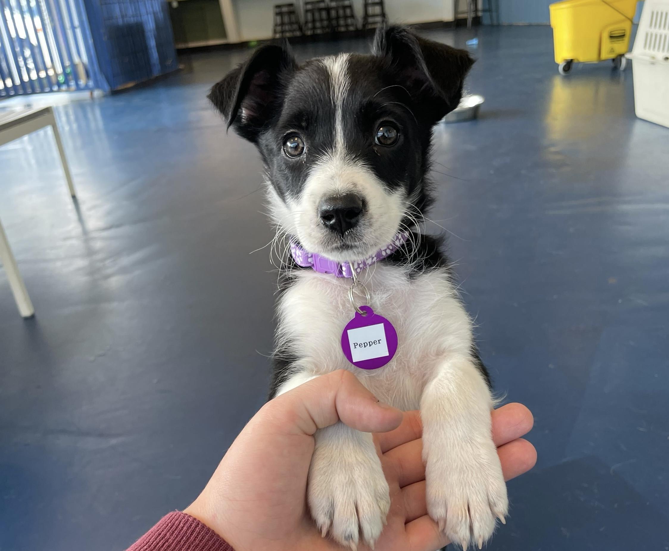 Pepper