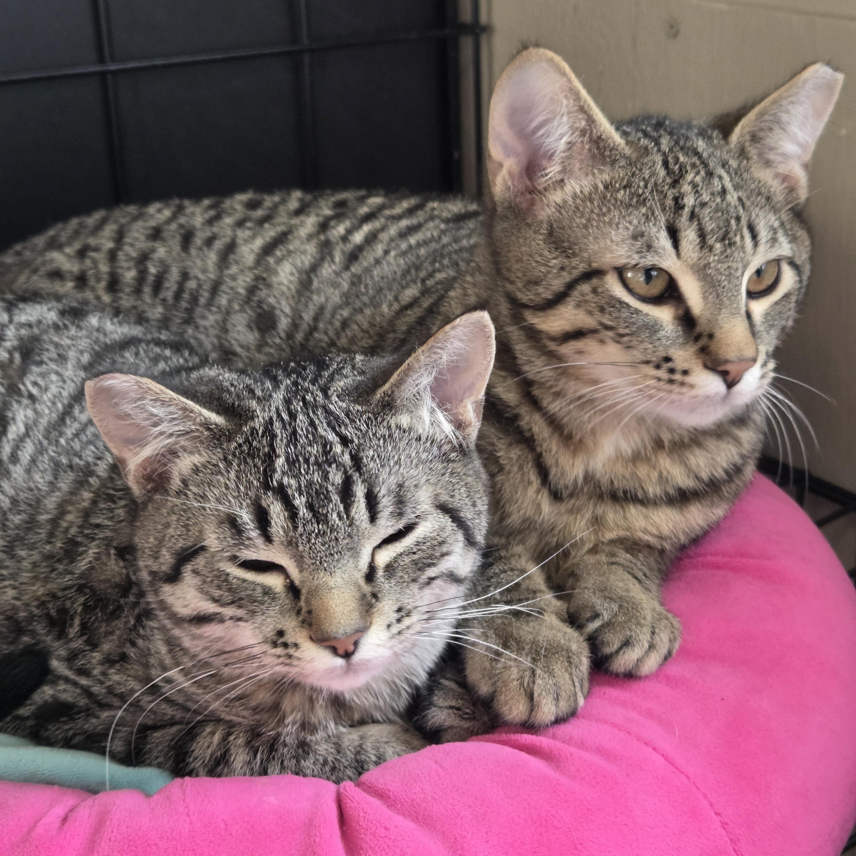 Enlarge Tangelo , a ADOPTABLE Tabby in Seattle, WA image 3/5