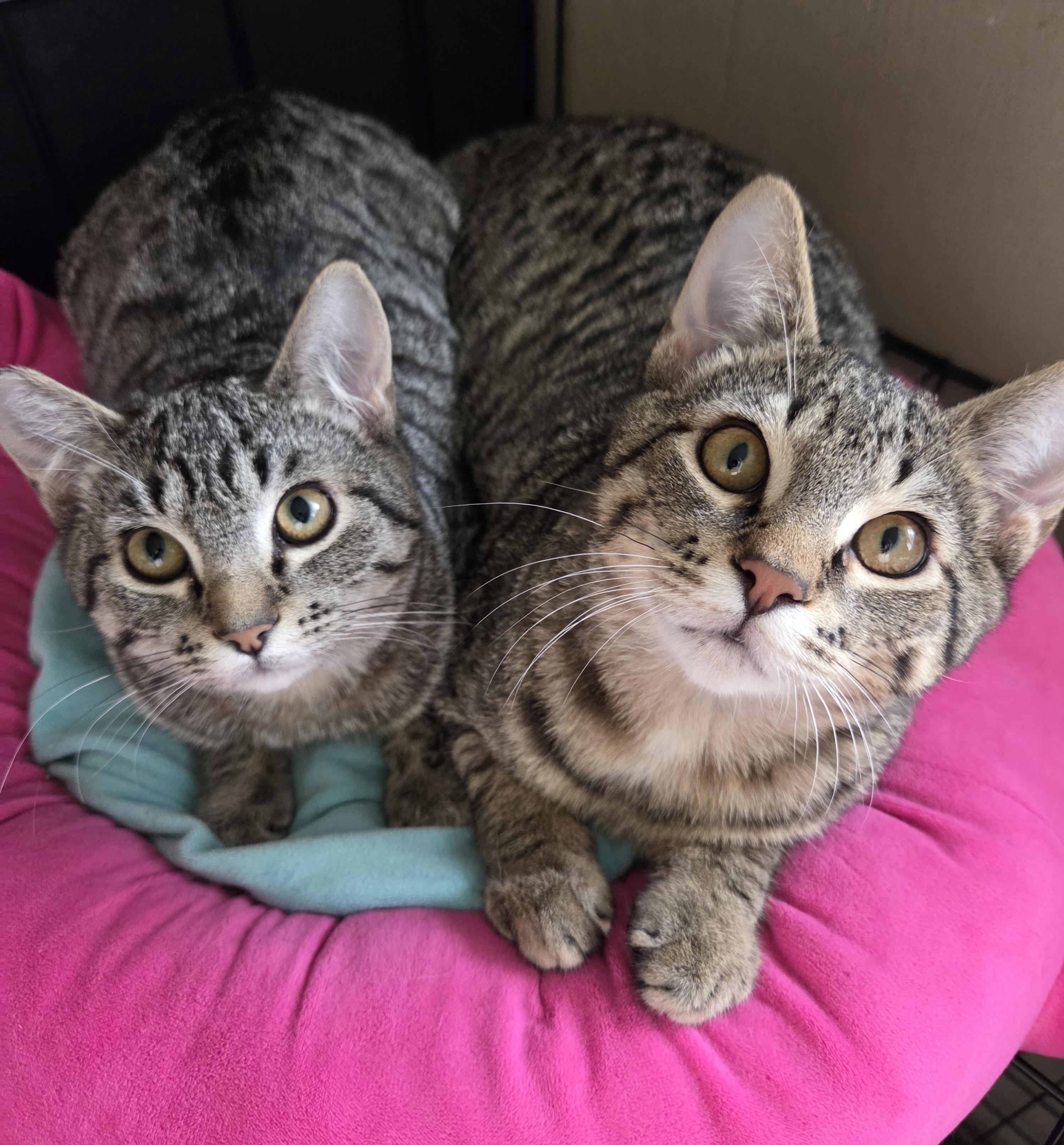 Enlarge Tangelo , a ADOPTABLE Tabby in Seattle, WA image 5/5