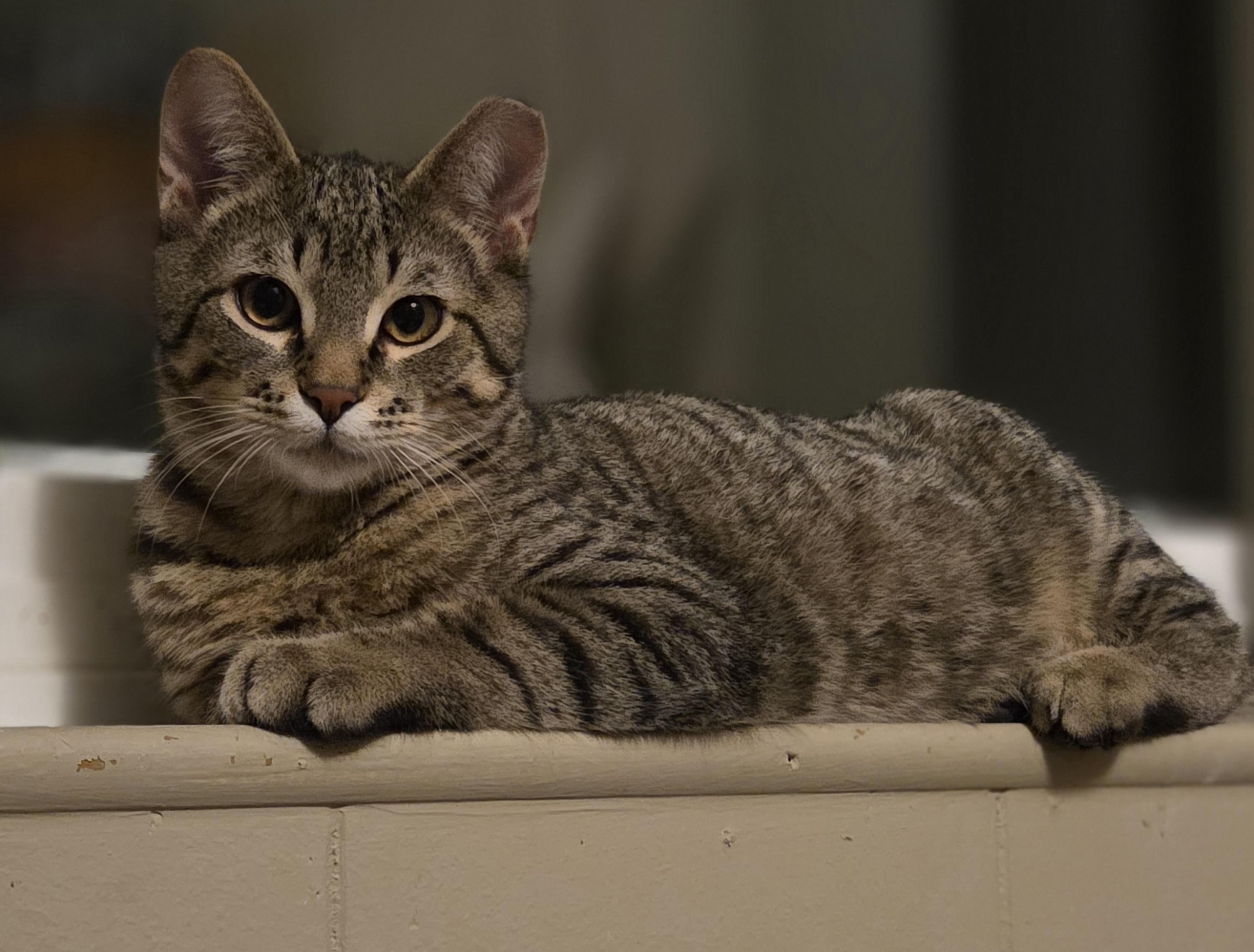 Tangelo , ADOPTABLE, Young Male Tabby.