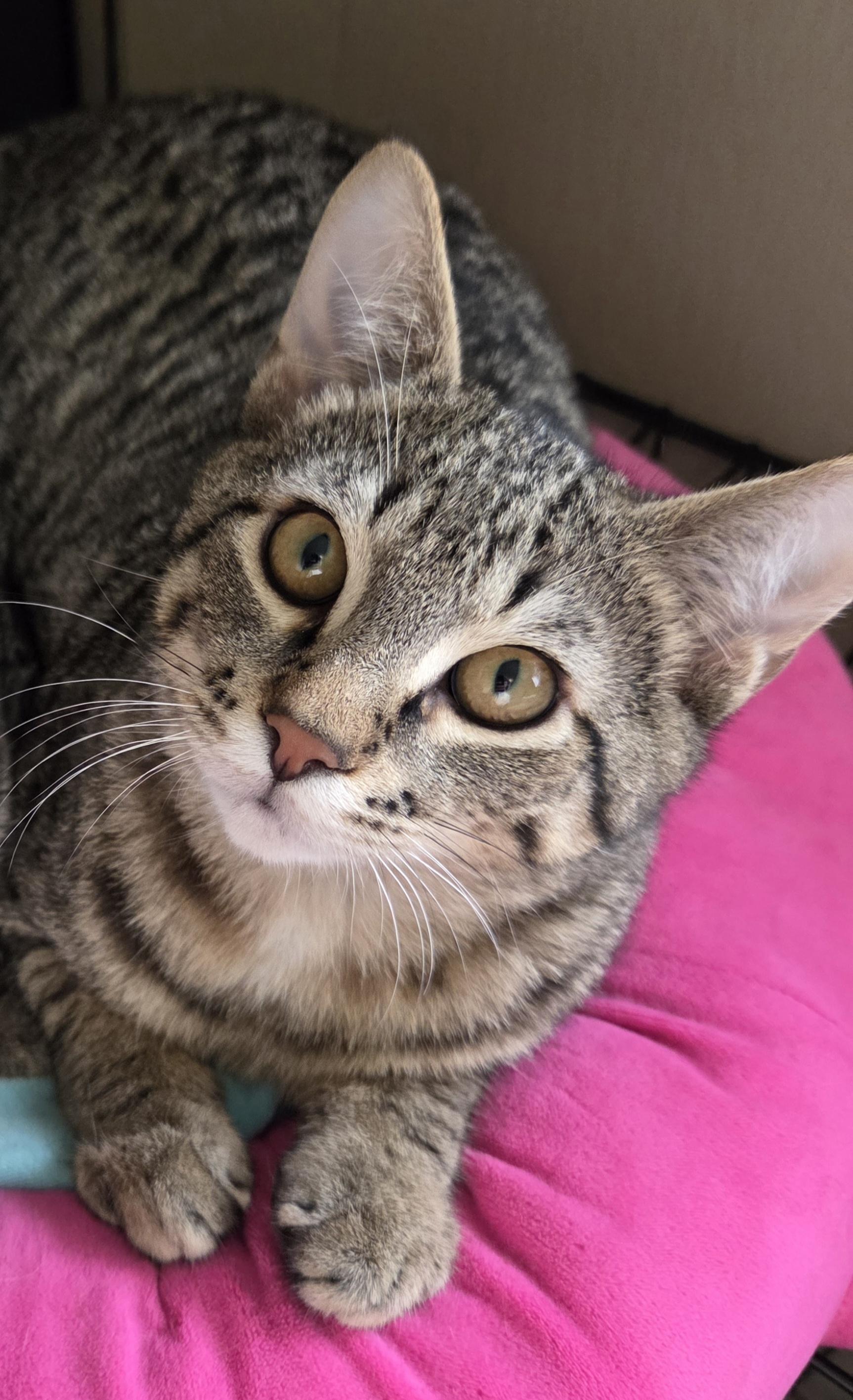 Enlarge Tangelo , a ADOPTABLE Tabby in Seattle, WA image 2/5