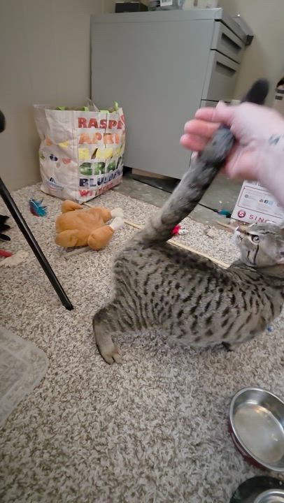 Enlarge Tangelo , a ADOPTABLE Tabby in Seattle, WA video 4/5