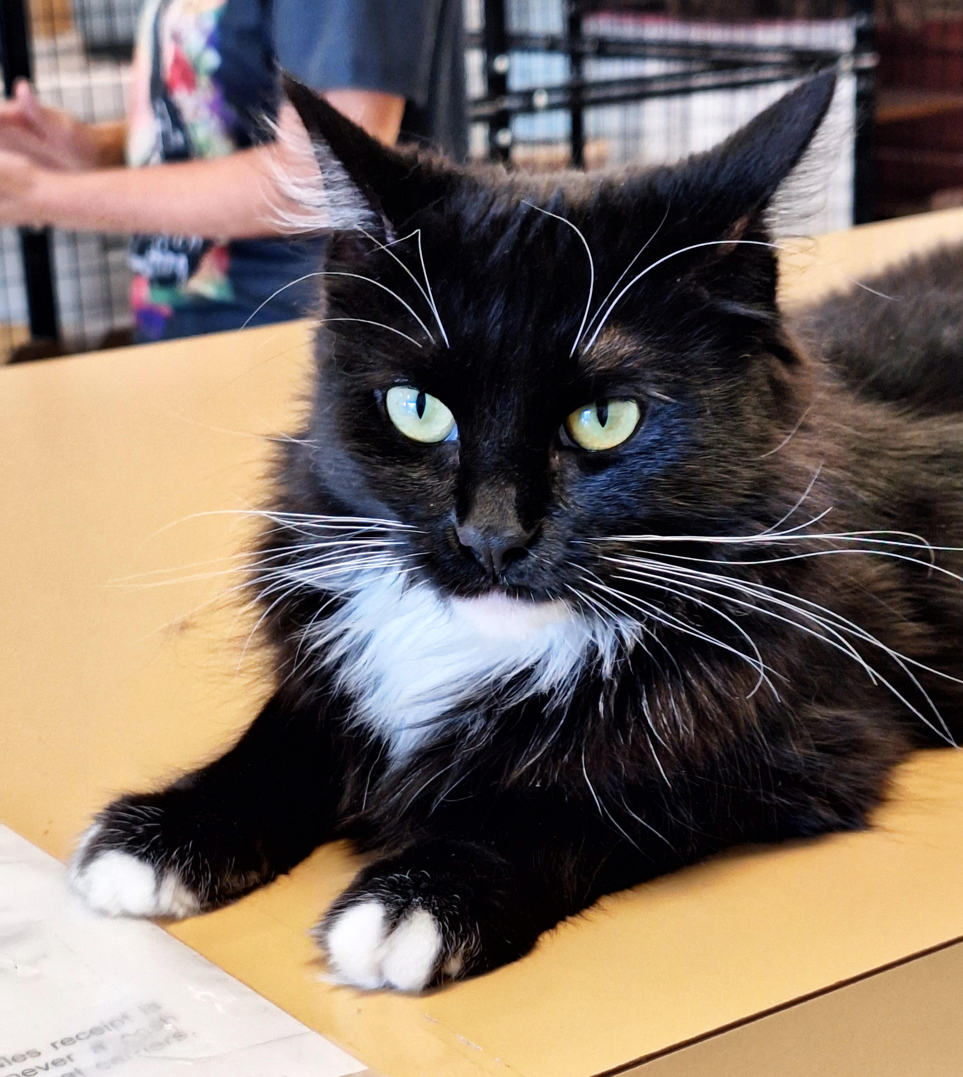 Enlarge Little Miss, a Adoptable mixed breed in Spokane, WA image 2/4