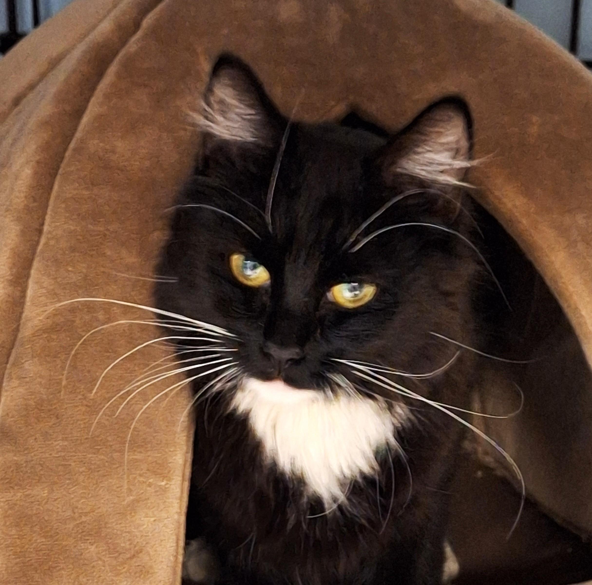 Enlarge Little Miss, a Adoptable mixed breed in Spokane, WA image 4/4