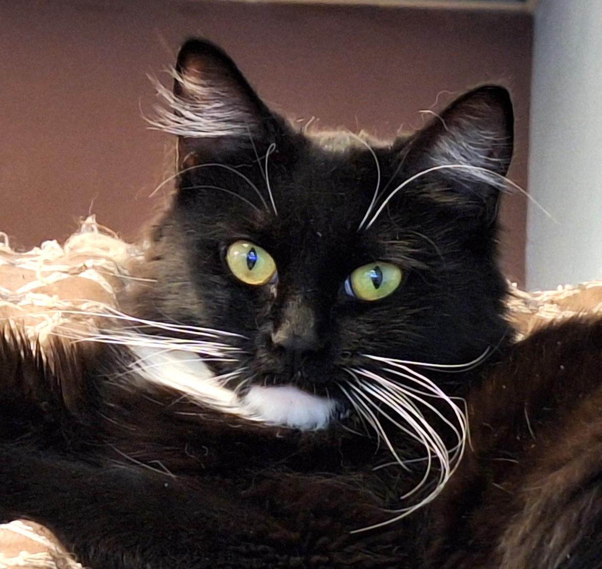 Enlarge Little Miss, a Adoptable mixed breed in Spokane, WA image 1/4