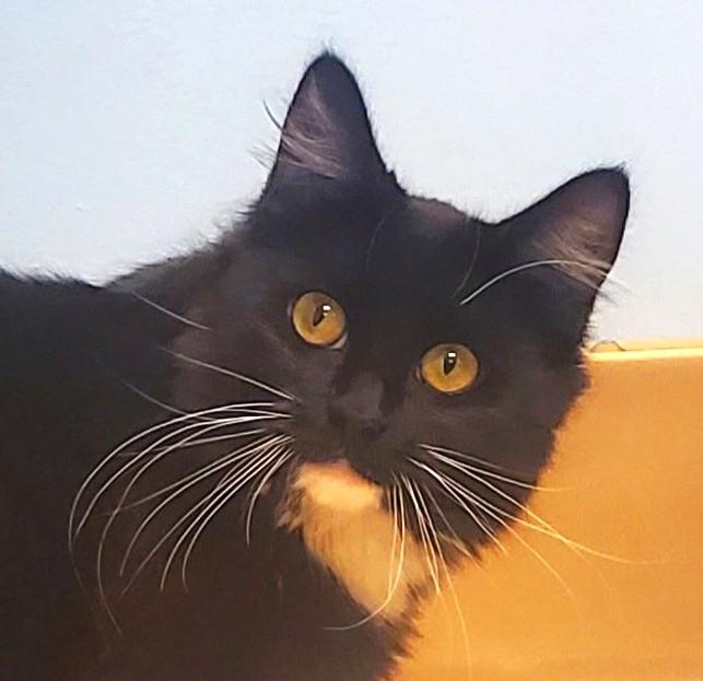 Enlarge Little Miss, a Adoptable mixed breed in Spokane, WA image 3/4