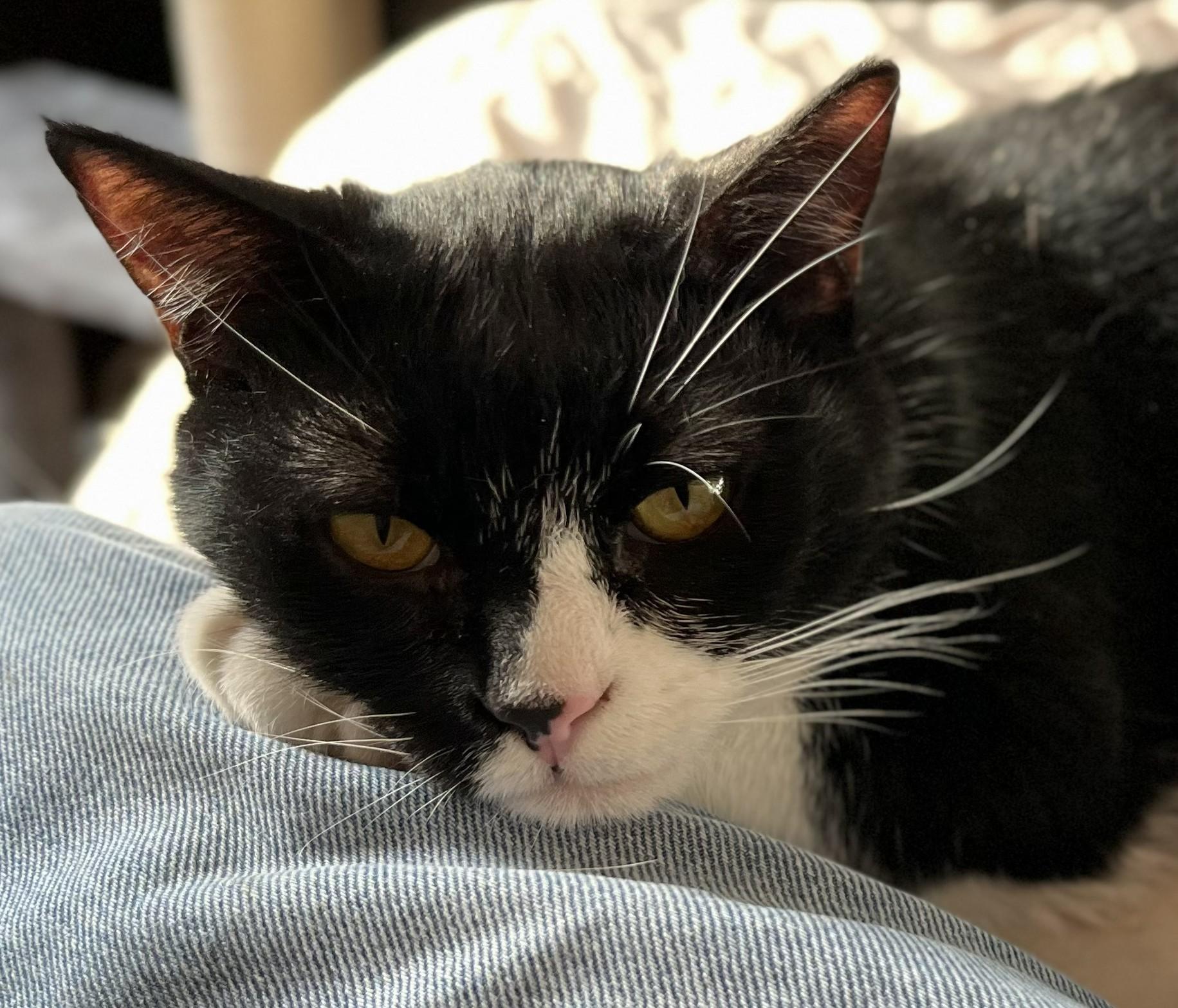 Phil, Adoptable, Adult Male Domestic Short Hair & Tuxedo.