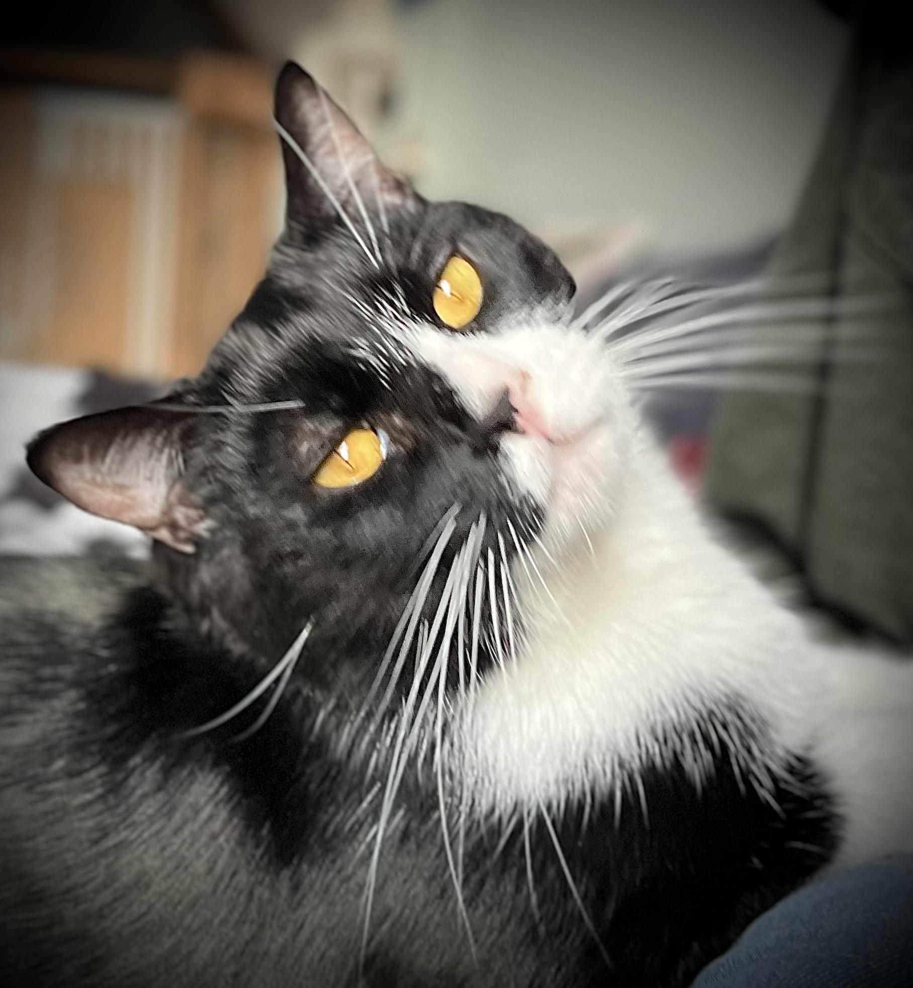 Phil, a Adoptable mixed breed in Wilsonville, OR image 2/6