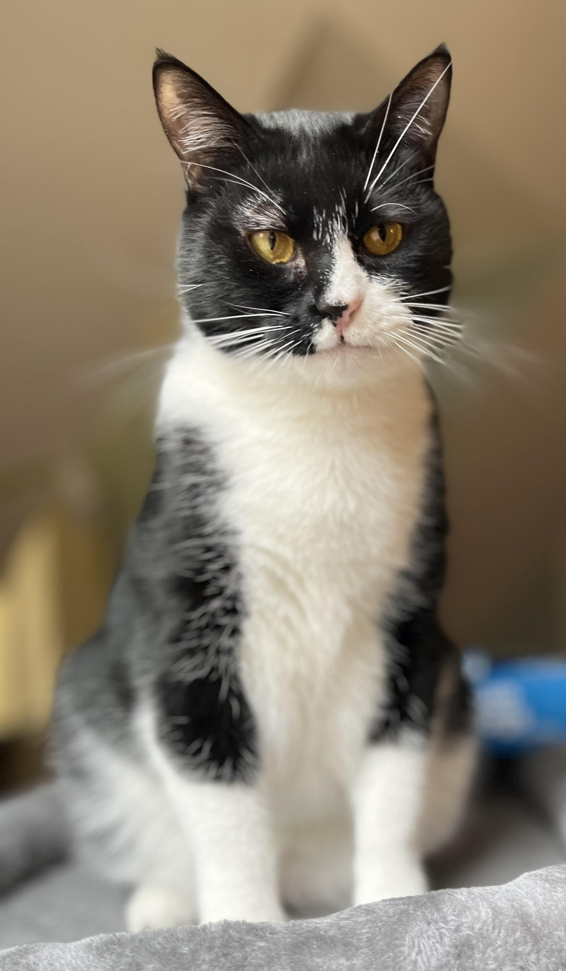 Phil, a Adoptable mixed breed in Wilsonville, OR image 3/6