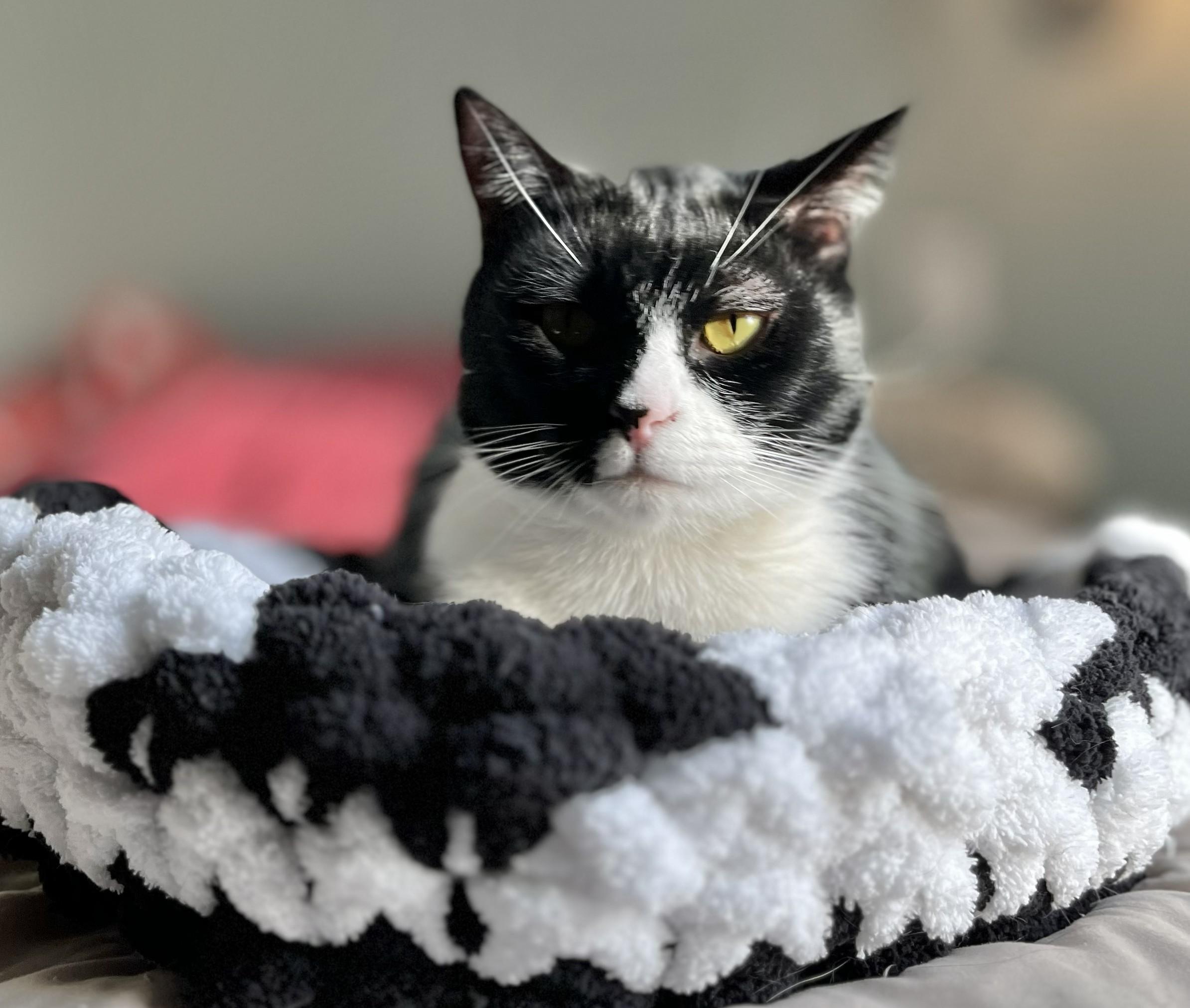 Phil, a Adoptable mixed breed in Wilsonville, OR image 4/6