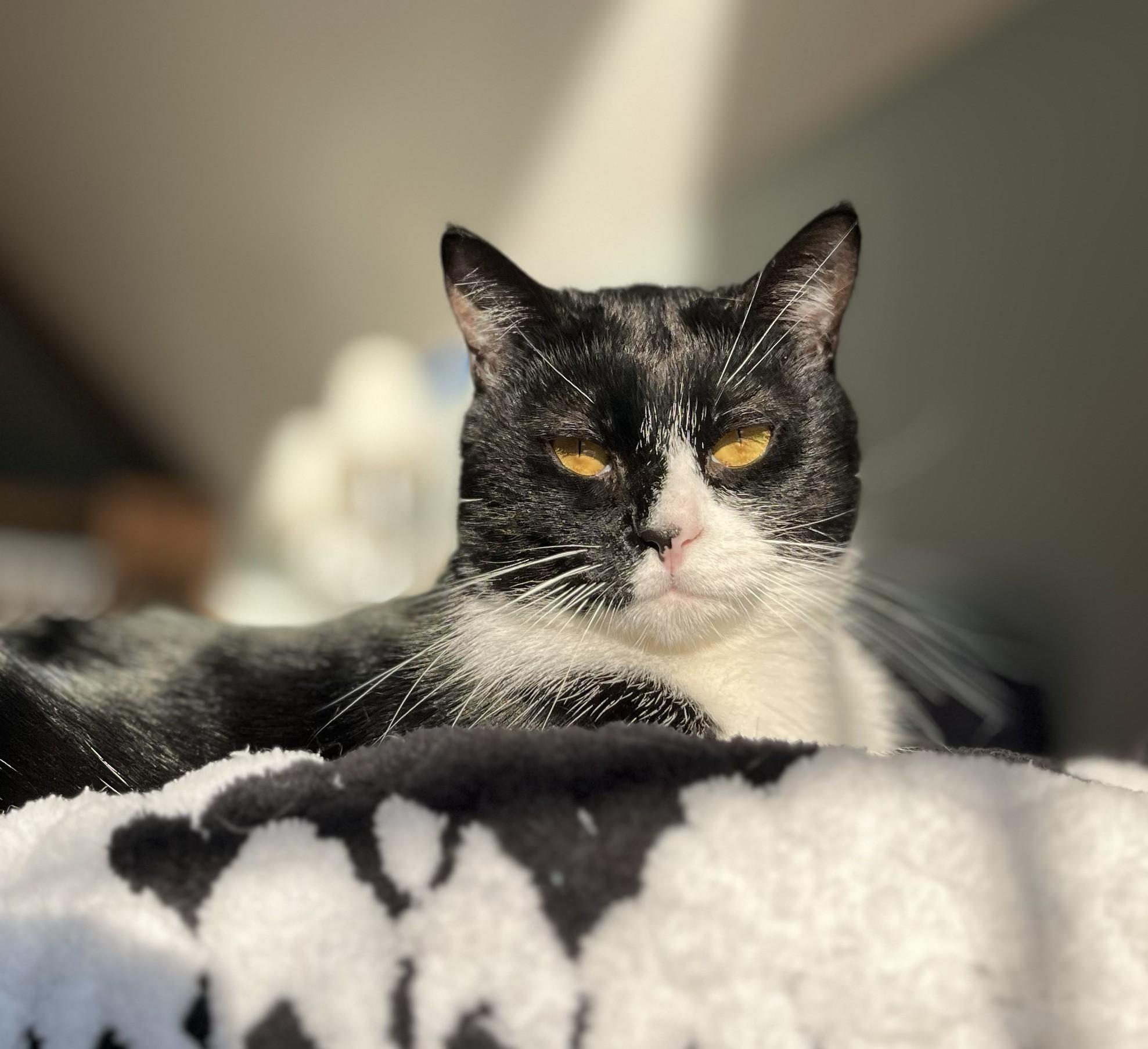 Phil, a Adoptable mixed breed in Wilsonville, OR image 5/6