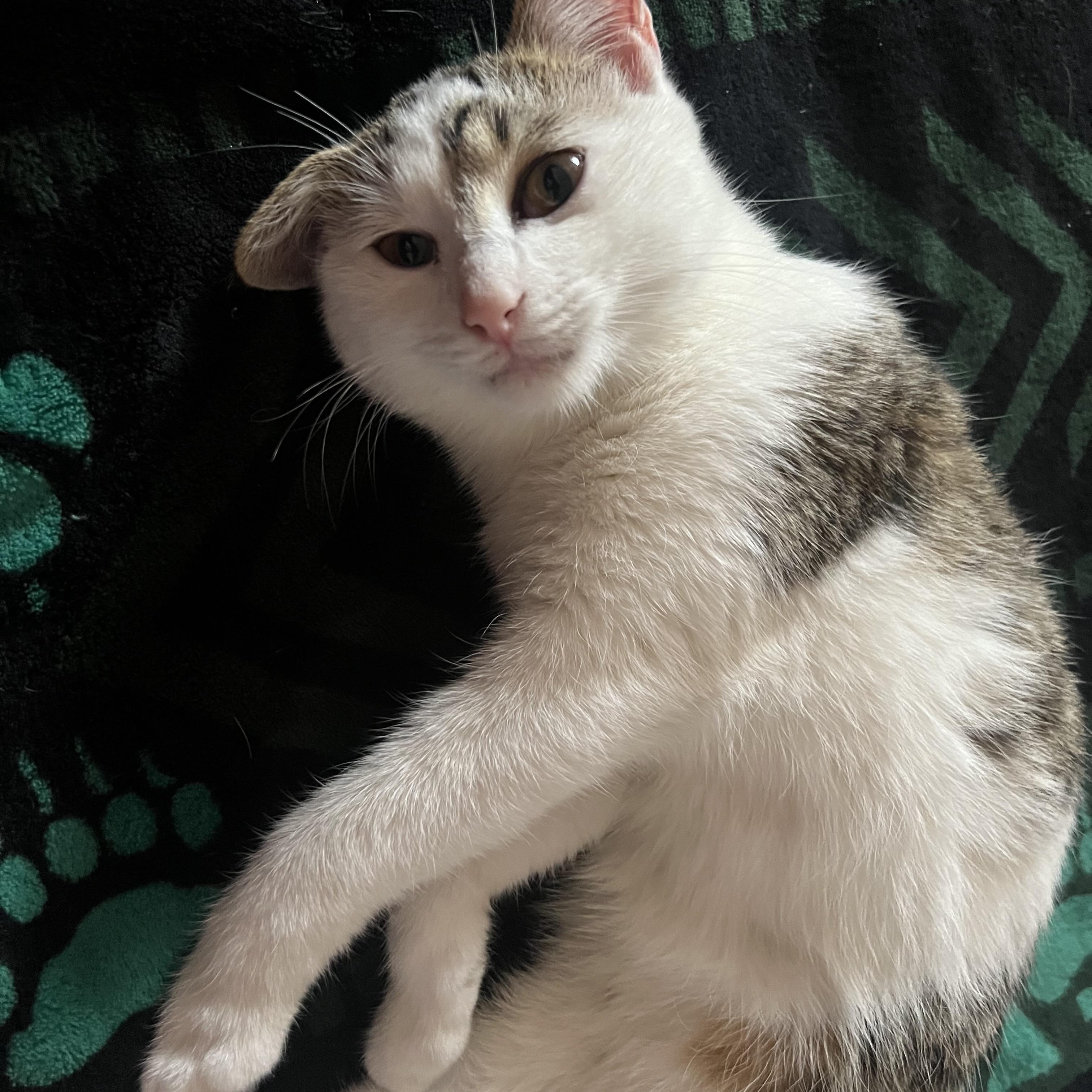 Ginger, a ADOPTABLE Domestic Short Hair in Memphis, TN image 4/6