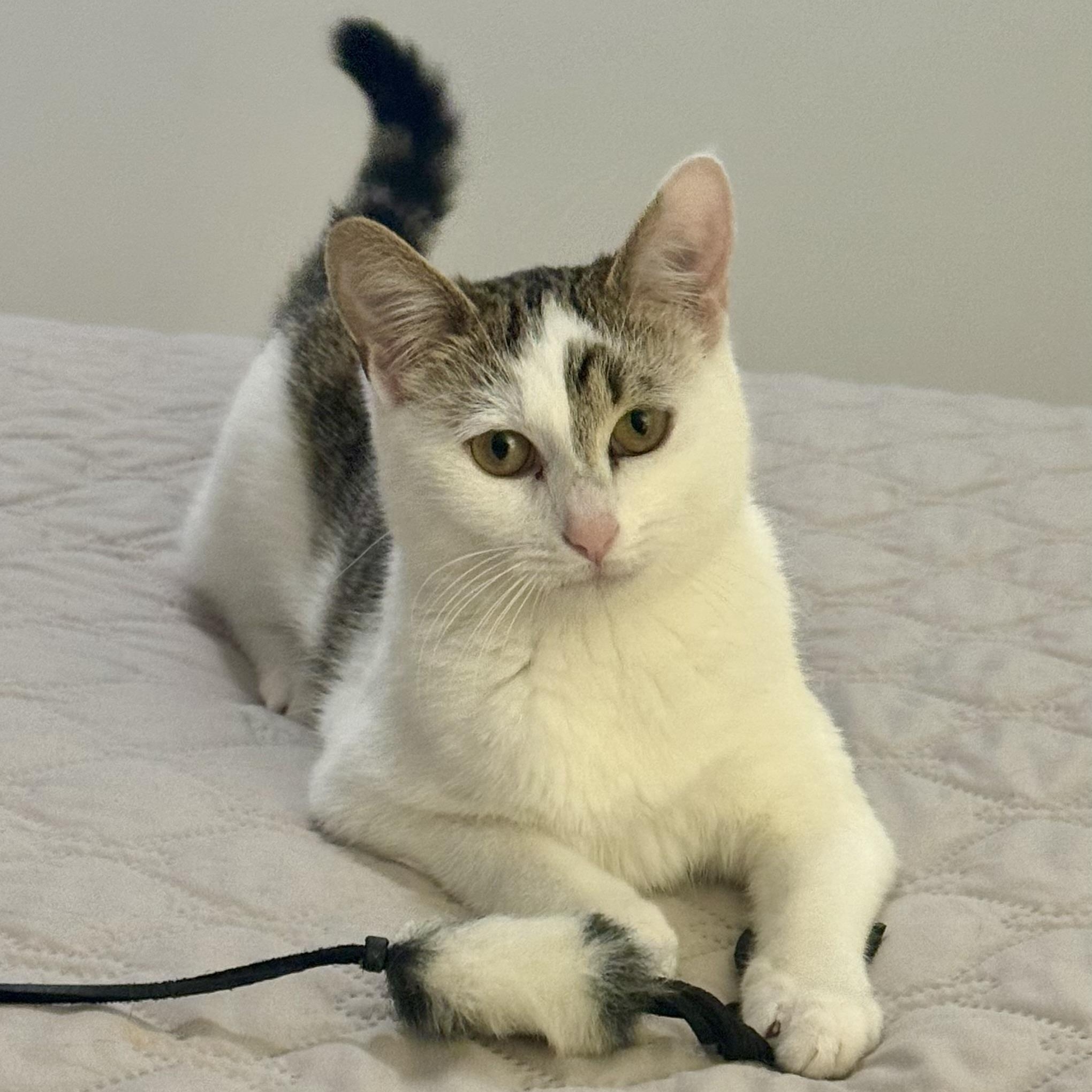 Ginger, ADOPTABLE, Young Female Domestic Short Hair.