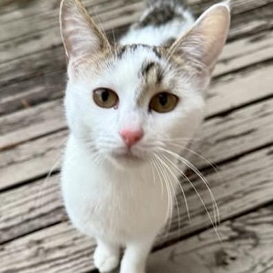 Ginger, a ADOPTABLE Domestic Short Hair in Memphis, TN image 5/6