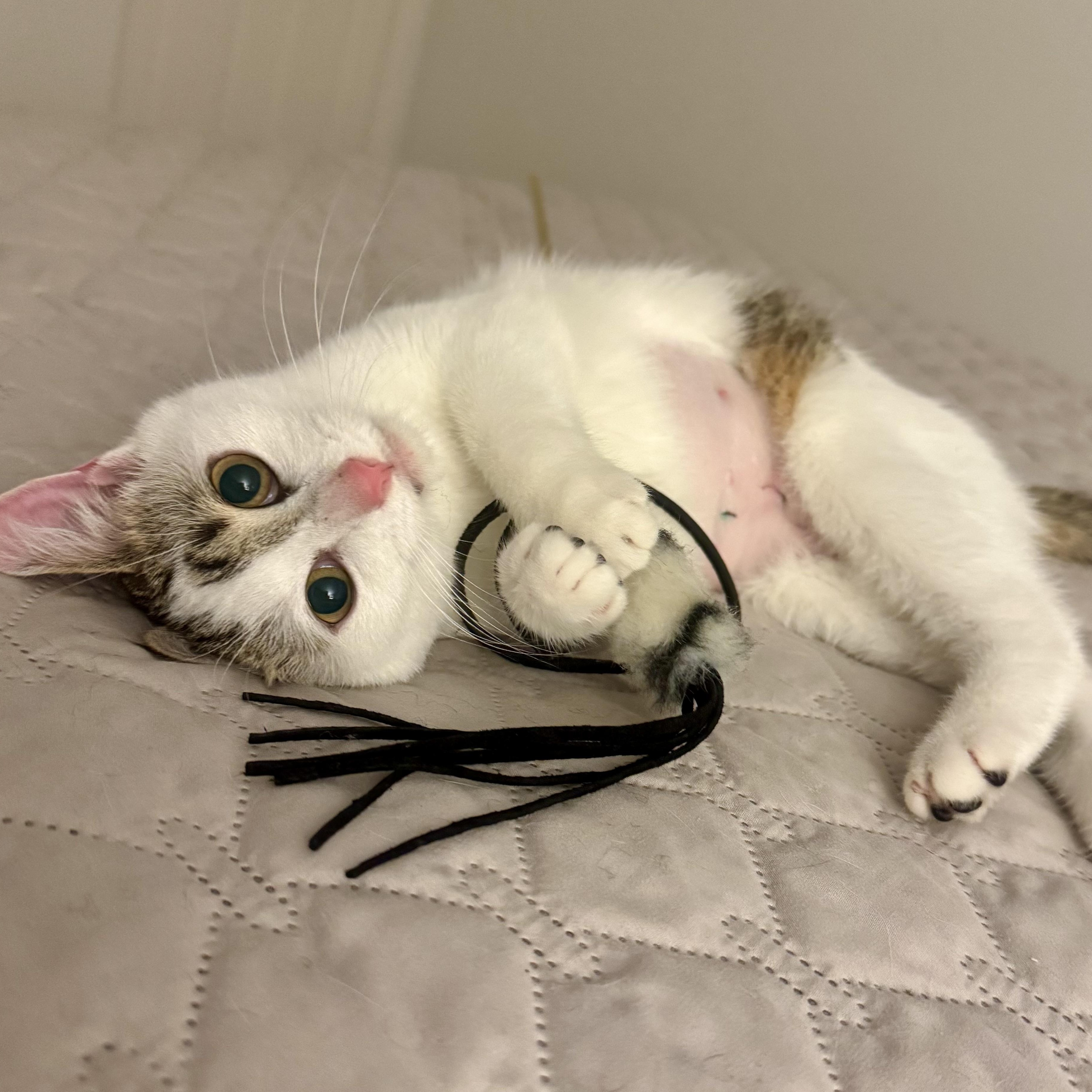 Ginger, a ADOPTABLE Domestic Short Hair in Memphis, TN image 6/6