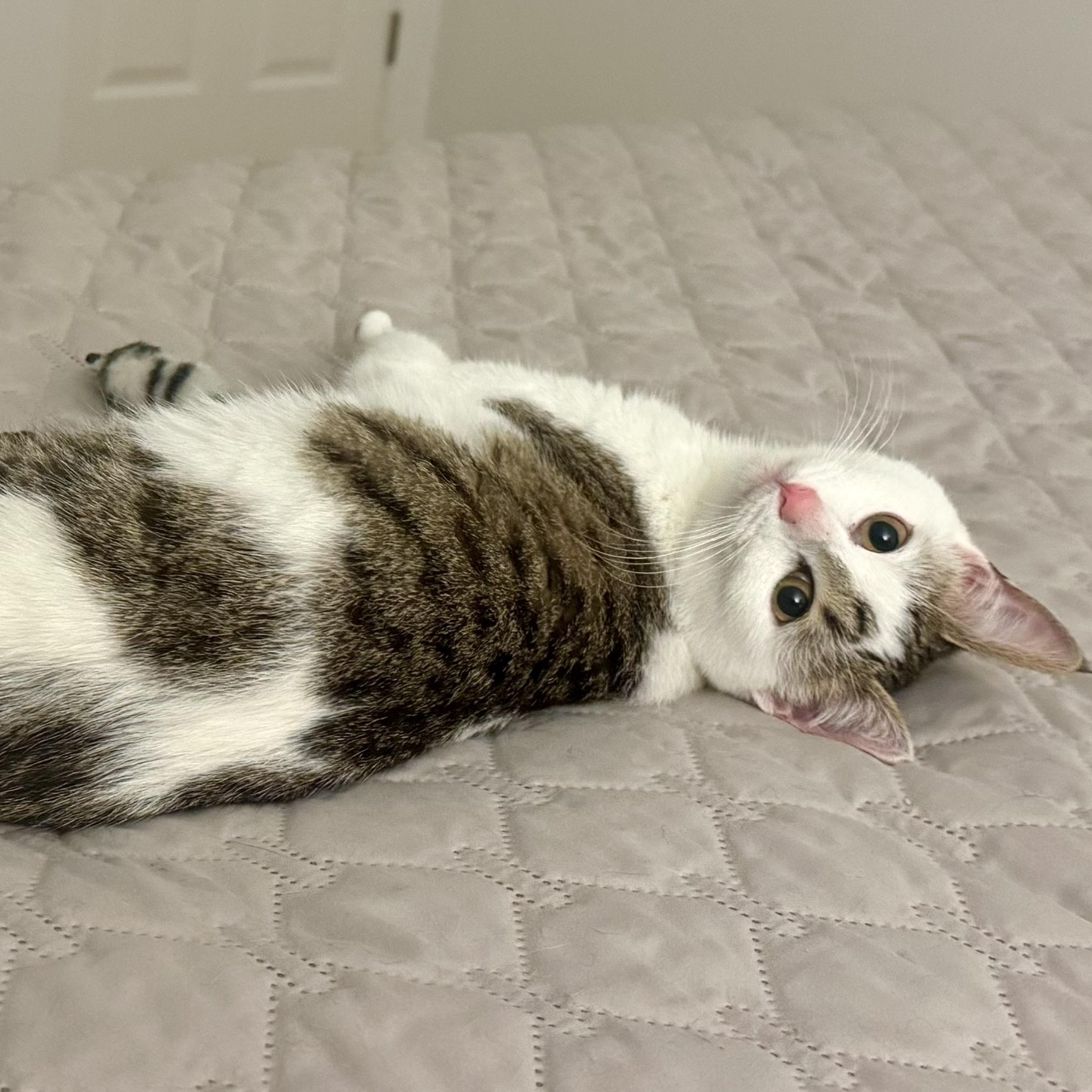 Ginger, a ADOPTABLE Domestic Short Hair in Memphis, TN image 3/6