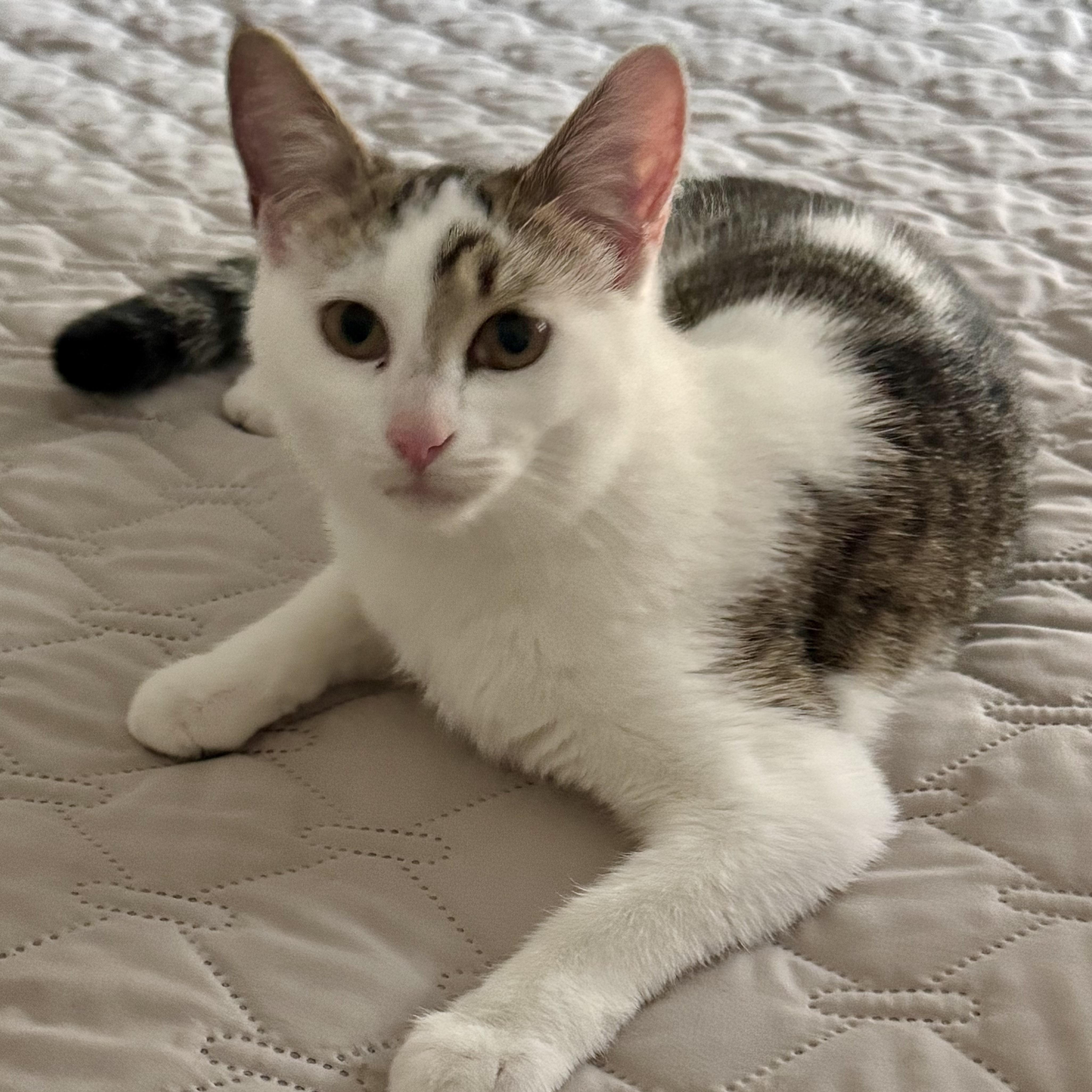 Ginger, a ADOPTABLE Domestic Short Hair in Memphis, TN image 2/6