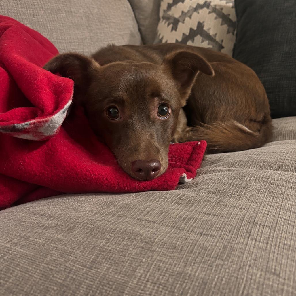 Enlarge Kiwi, a Adoptable mixed breed in Sonoma, CA image 1/2