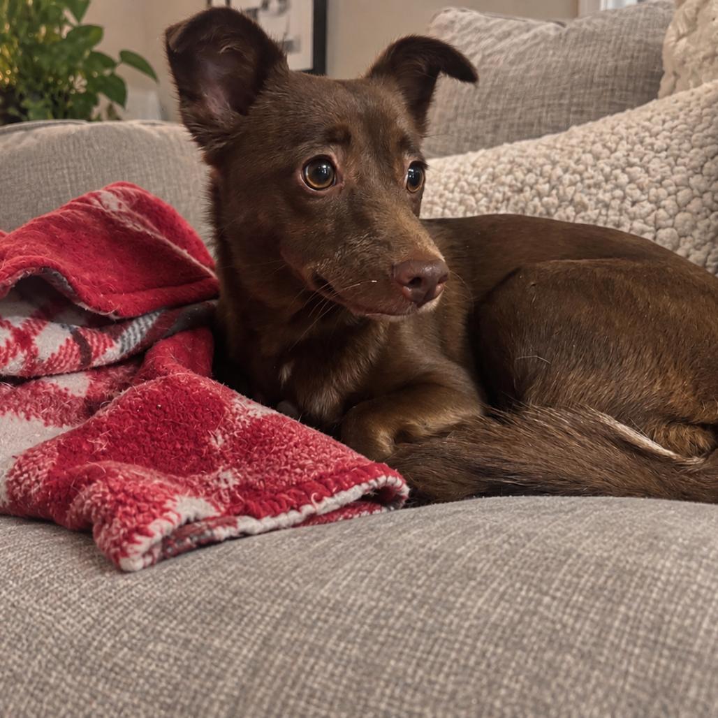 Enlarge Kiwi, a Adoptable mixed breed in Sonoma, CA image 2/2