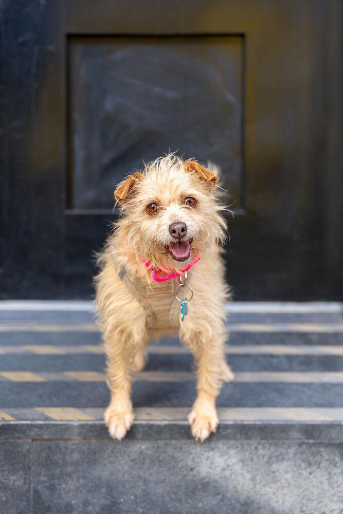 Enlarge Esther, a Adoptable mixed breed in New York, NY image 2/6