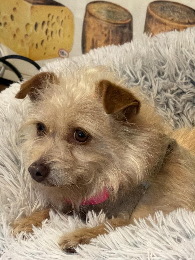 Enlarge Esther, a Adoptable mixed breed in New York, NY image 3/6