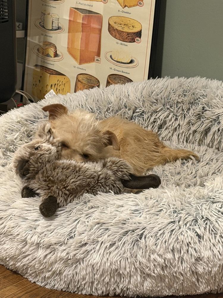 Enlarge Esther, a Adoptable mixed breed in New York, NY image 4/6