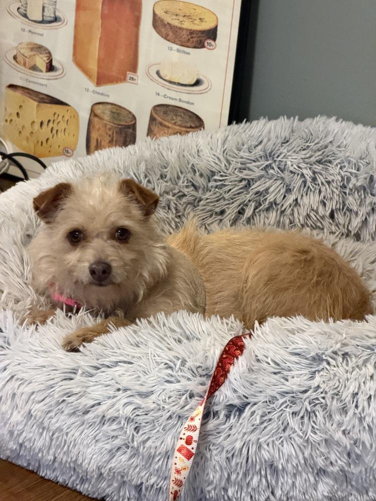 Enlarge Esther, a Adoptable mixed breed in New York, NY image 5/6