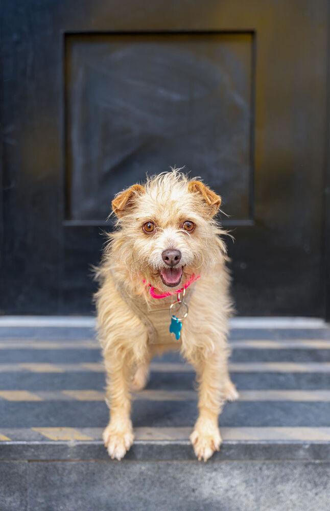 Enlarge Esther, a Adoptable mixed breed in New York, NY image 6/6