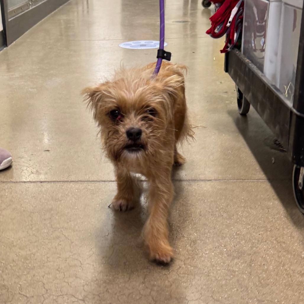 YORK-Stray-16866, Adoptable, Adult Female Mixed Breed & Brussels Griffon.