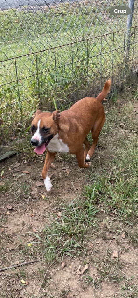 Enlarge Moxie, a Adoptable mixed breed in Mena, AR image 1/3