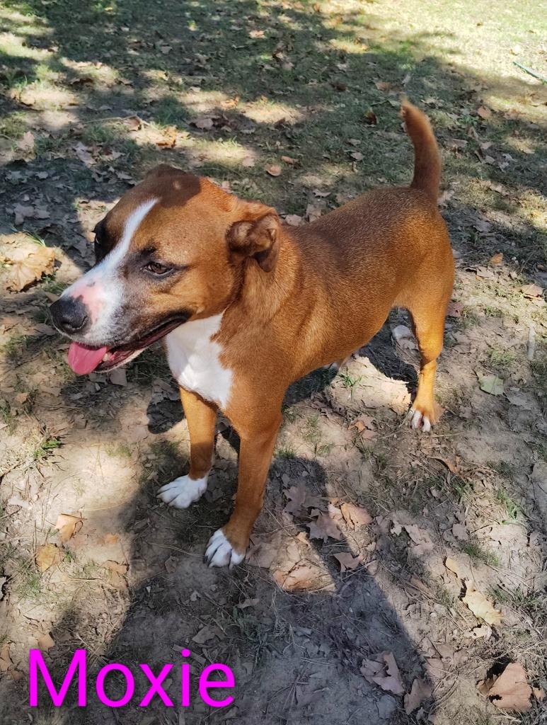 Enlarge Moxie, a Adoptable mixed breed in Mena, AR image 2/3