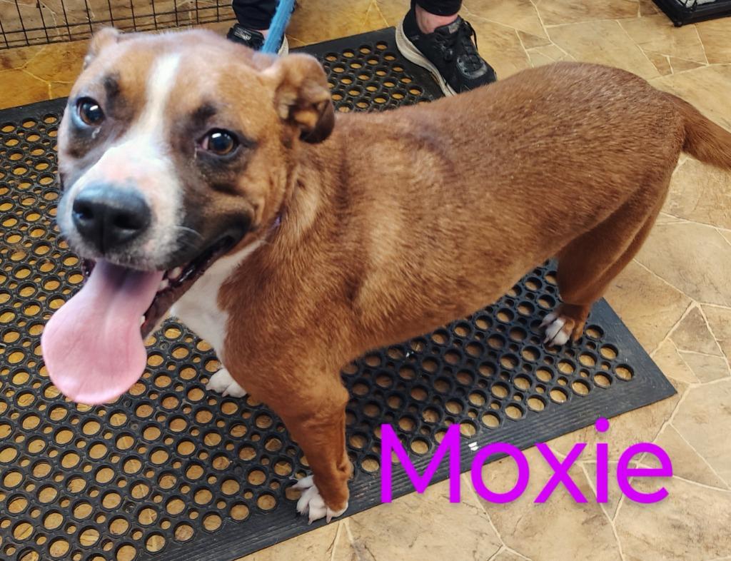 Enlarge Moxie, a Adoptable mixed breed in Mena, AR image 3/3