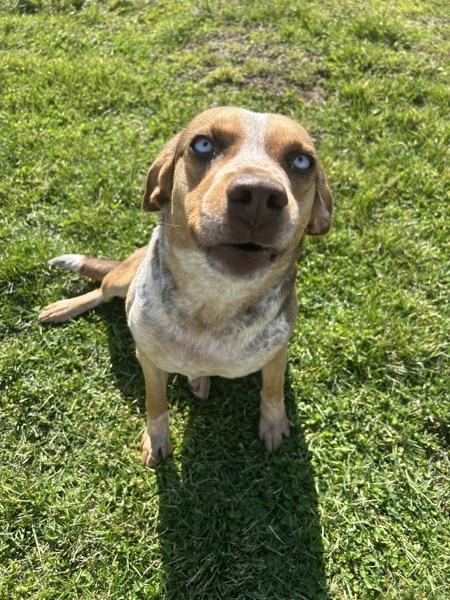 Enlarge Valentine, a Adoptable mixed breed in Osage Beach, MO image 1/1