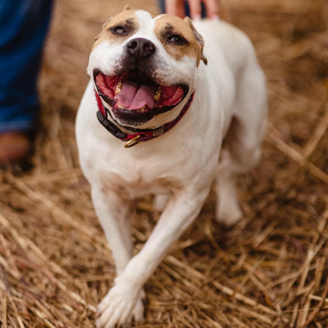 Enlarge Quasimodo, a Adoptable mixed breed in Martinsville, IN image 2/4