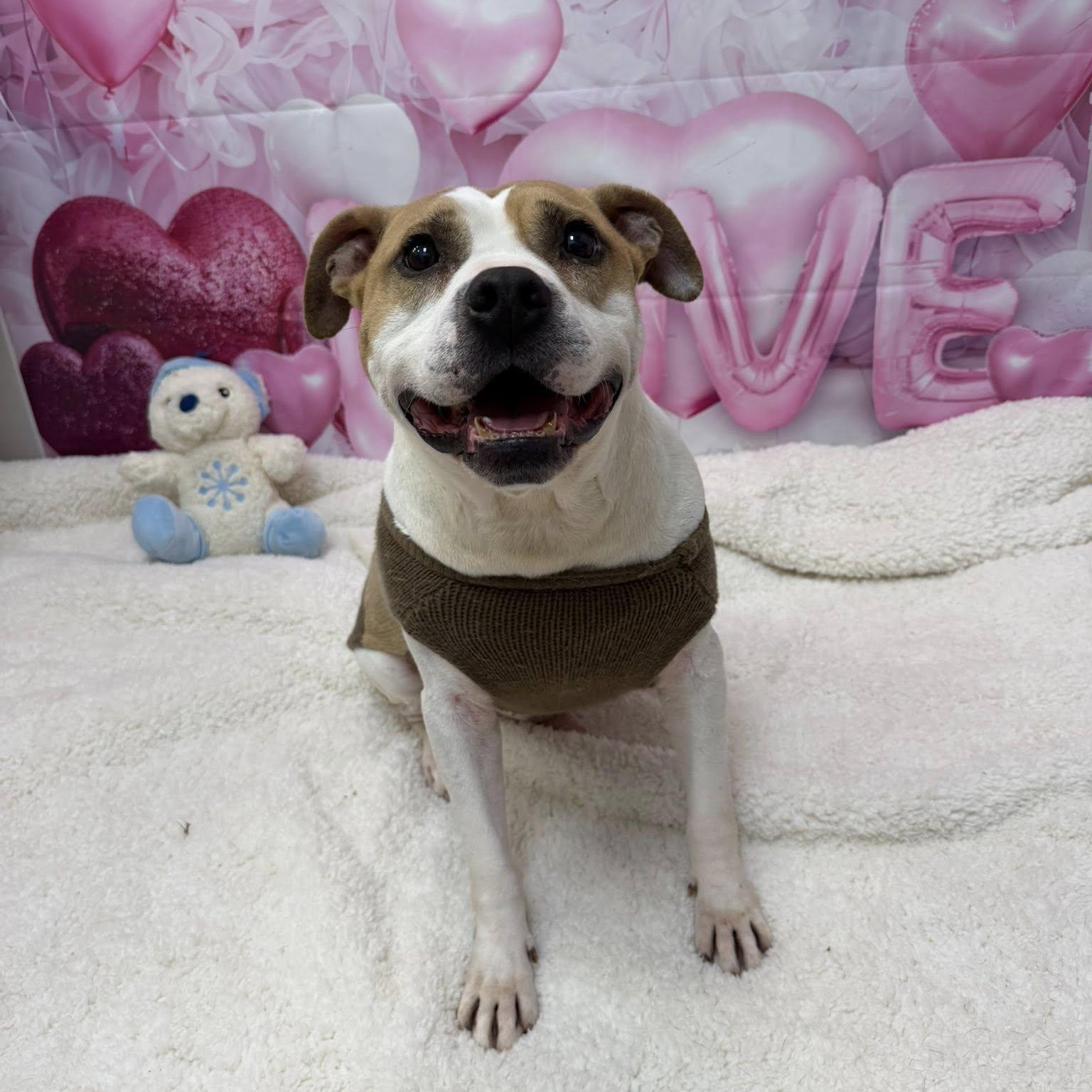 Enlarge Quasimodo, a Adoptable mixed breed in Martinsville, IN image 3/6