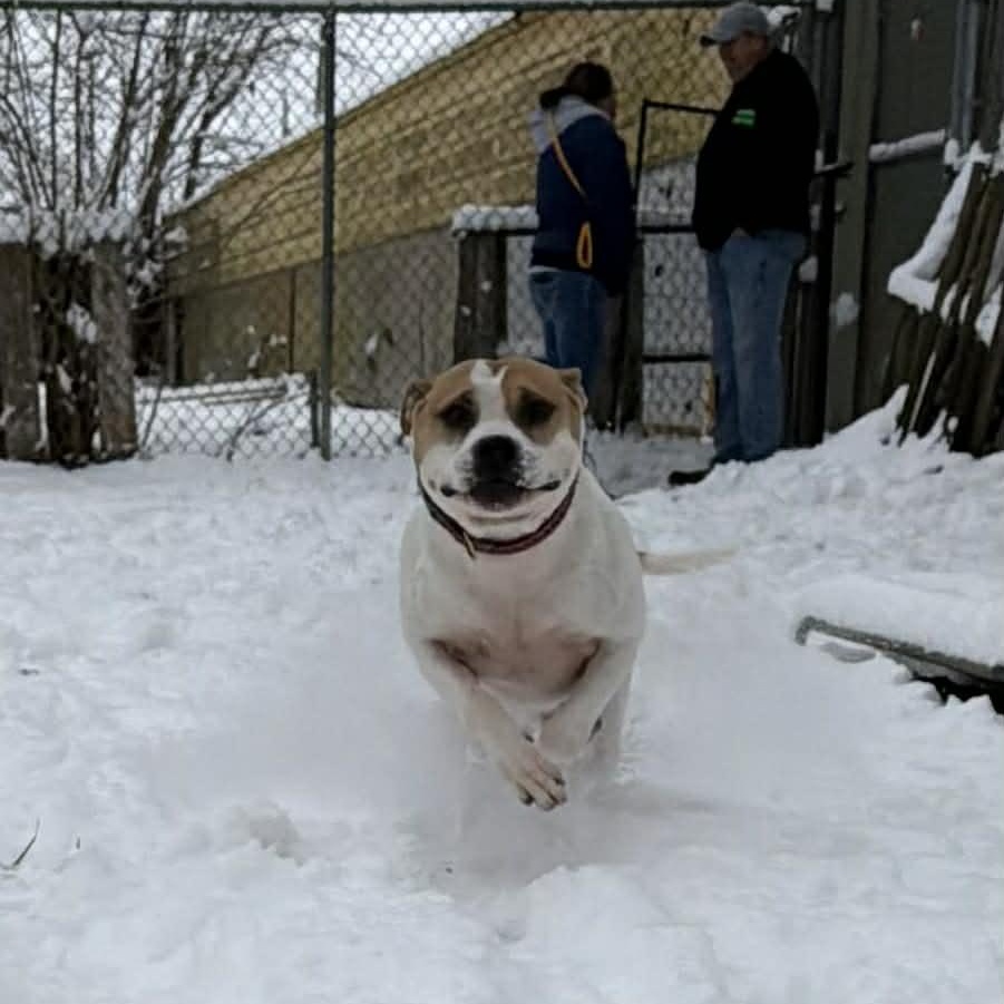 Quasimodo, a Adoptable mixed breed in Martinsville, IN image 1/5