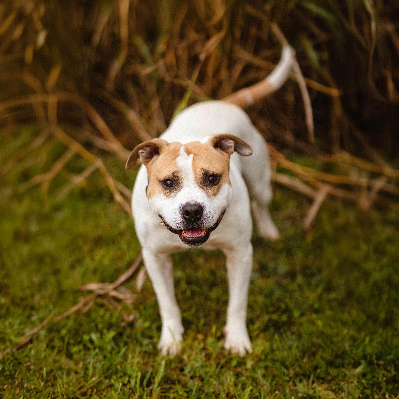 Quasimodo, Adoptable, Senior Male Bulldog.