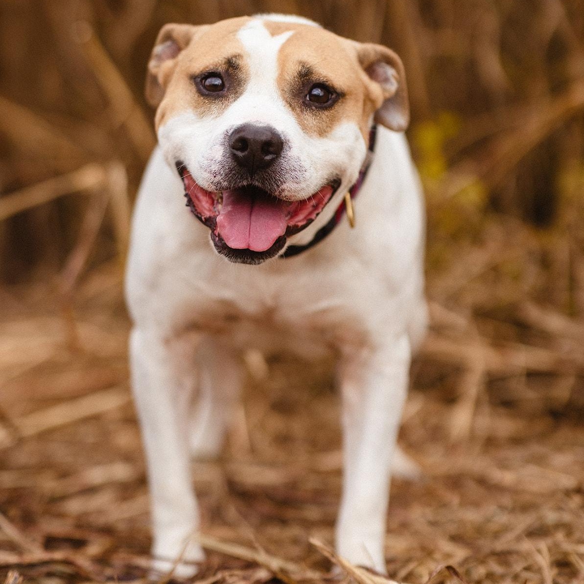 Enlarge Quasimodo, a Adoptable mixed breed in Martinsville, IN image 3/4